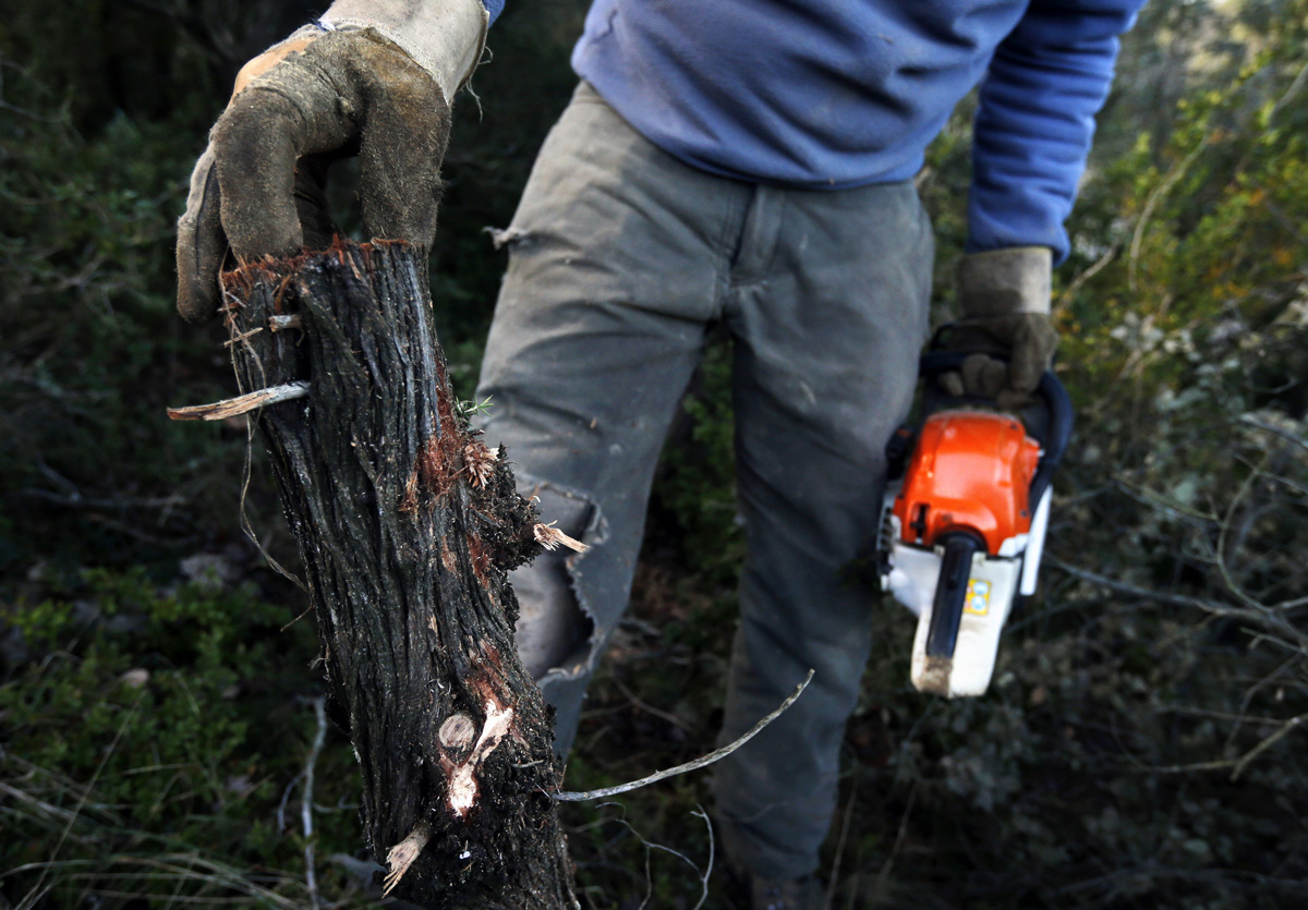 СМИ: Польша начала вырубку Беловежской пущи СМИ: Польша начала вырубку Беловежской пущи