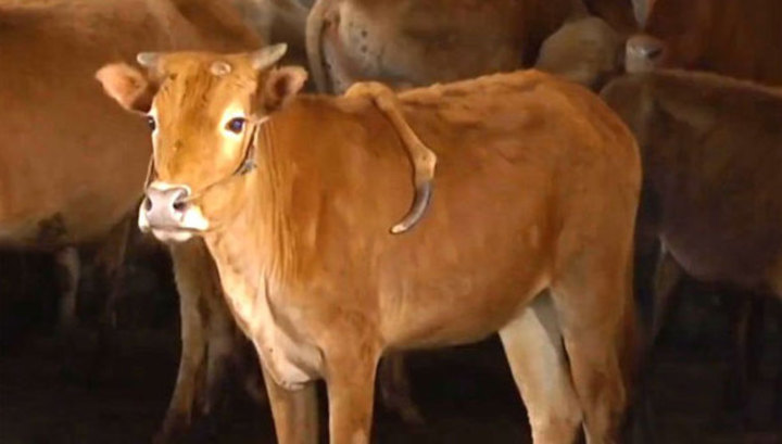 Индивидуальный подход к здоровью теленка