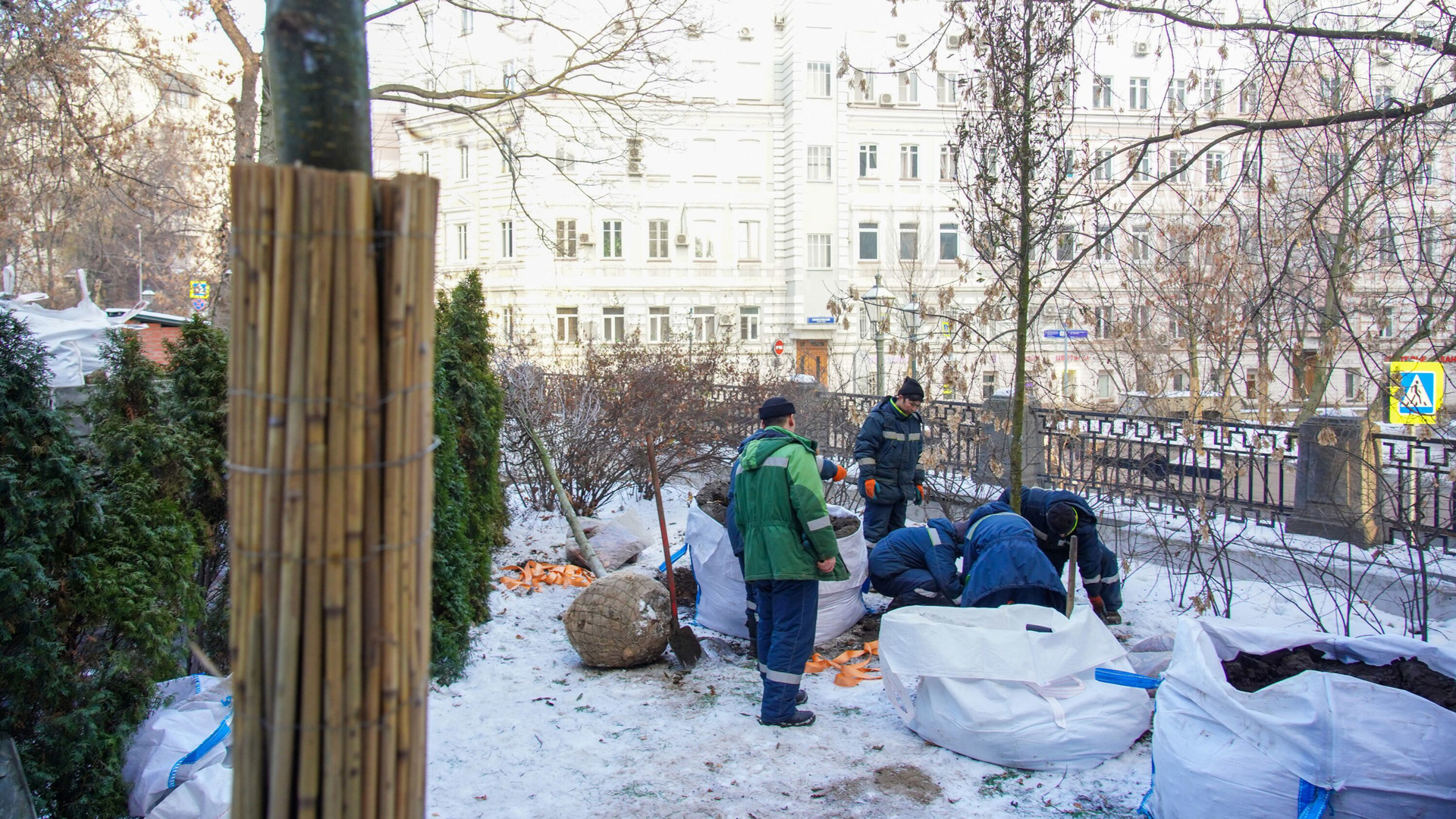 на деревьях в москве