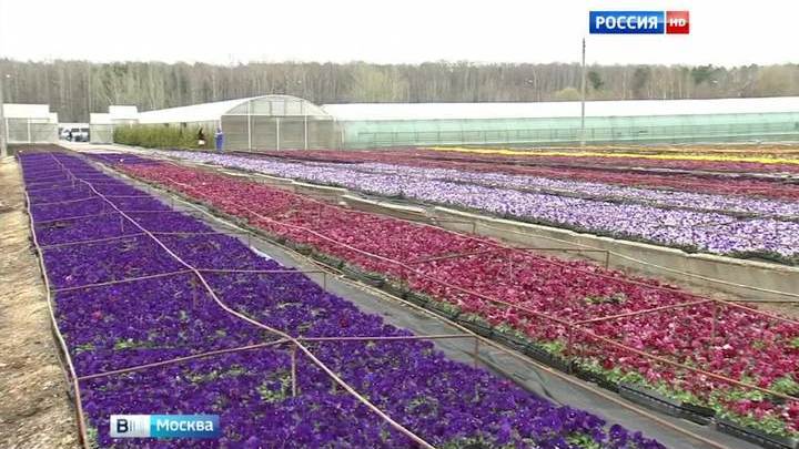 Рассада цветов совхоз московский цены 11