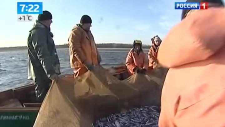 видео как дела клюет видео как дела клюет