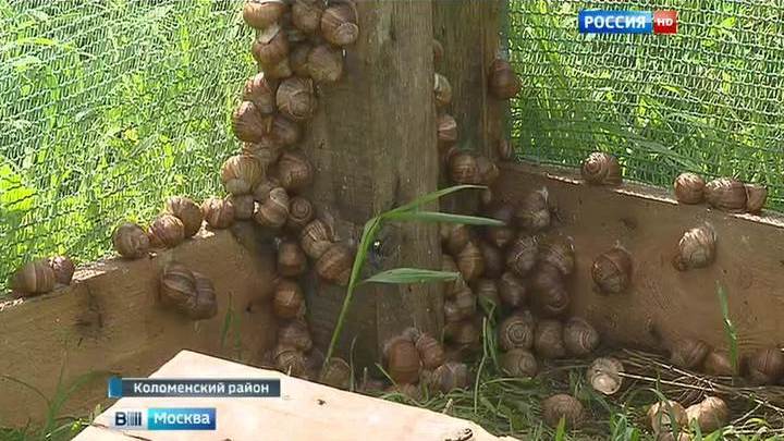 Выращивание в домашних условиях виноградных улиток Выращивание в домашних условиях виноградных улиток