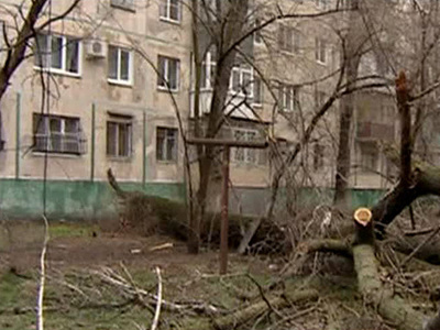 Упавшее дерево повредило в Москве три машины