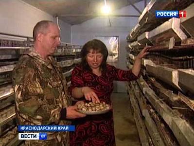 Семья из Краснодарского края за 6 лет создала успешную перепелиную ферму