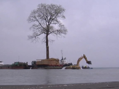 Бывший премьер Грузии пытается перевезти по морю гиганское двухсотлетнее дерево