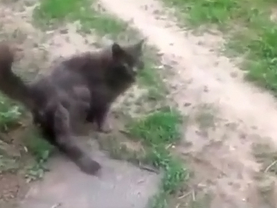 Кошка с тремя хвостами изумила интернет-пользователей. Видео