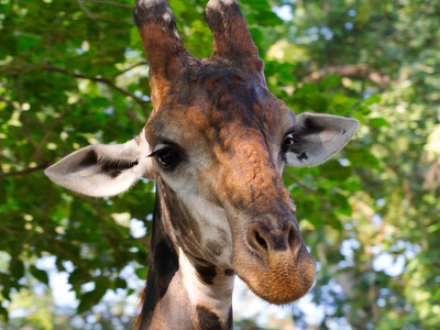 В зоопарке Тайбэя 7-летний жираф умер от страха