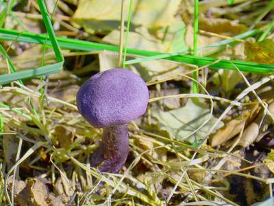На востоке Подмосковья выросли фиолетовые грибы