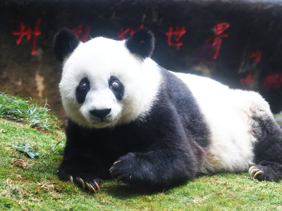 Умерла самая старая панда в мире
