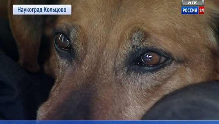 Хатико кемерово. Собаки ждавшие умерших хозяев. Кемеровский хатико. Щенок ждет. Собака ждет своего хозяина.