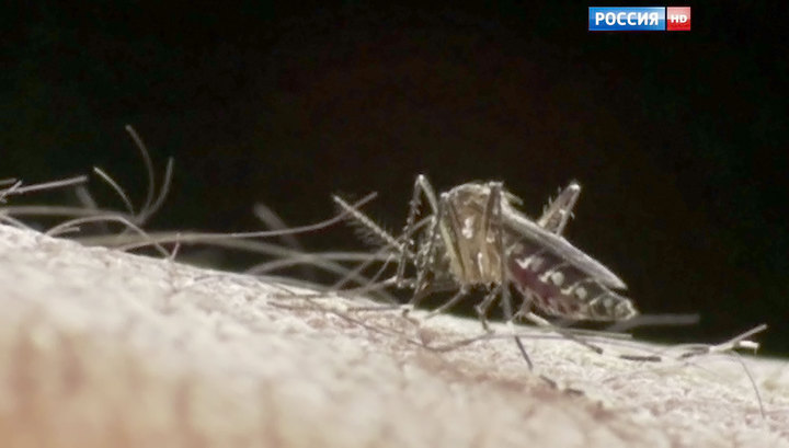 паразиты под кожей человека лечение паразиты под кожей человека лечение