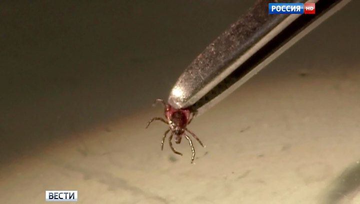 В московской клинике за удаление клеща с пенсионерки взяли 13 000 рублей в 2019 году В московской клинике за удаление клеща с пенсионерки взяли 13 000 рублей в 2019 году
