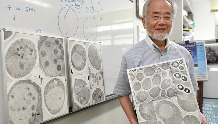Нобелівська премія з біології 2016 дісталася японському вченому