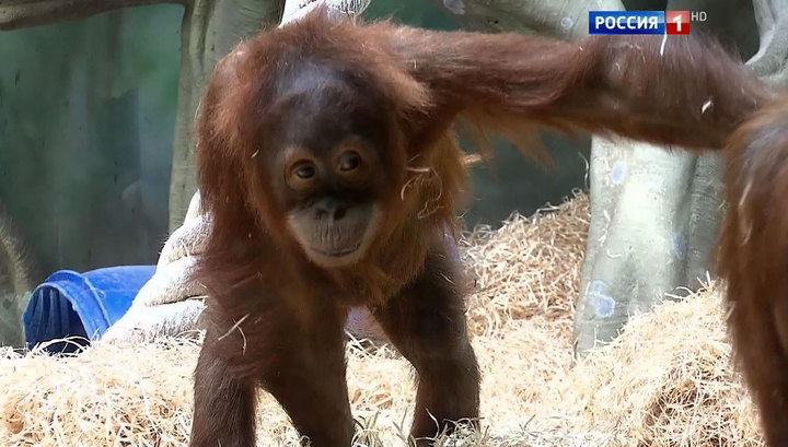 Обезьянки кидаются какашками. Гориллы дерутся. Нападение шимпанзе на женщину. Нападение гориллы в зоопарке. Шимпанзе оторвал.