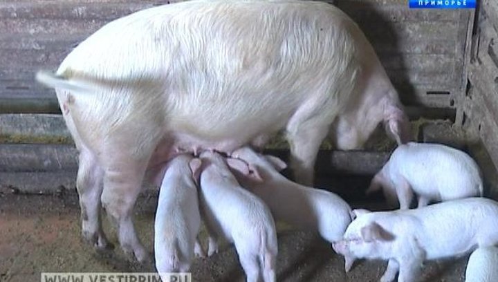 свиньи приморье. русагро свиноводство. свиньи приморье. сколько стоит свинья. мерси агро приморье.