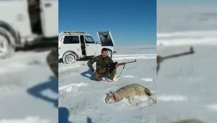 день собак преследование дезертиров дорама. охотники за головами 1995. звери отомстили охотнику. волк напавший на охотника кадр. застрелил беременную лосиху депутат коммунист.