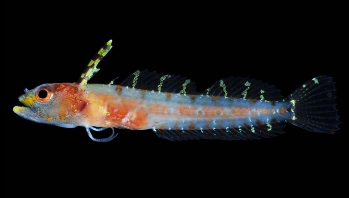 Биологи открыли 30 неизвестных видов рыб в 