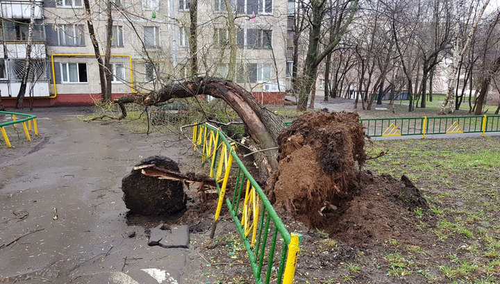 Ураган в Москве повалил сотни деревьев: пострадали дети