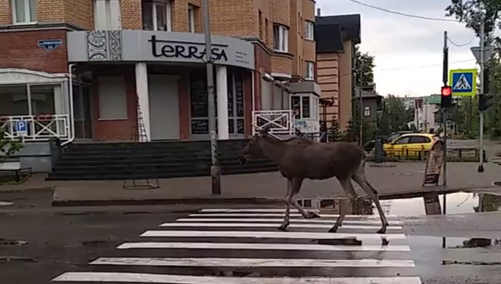 Очевидцы сняли на видео гуляющего по центру Архангельска молодого лося