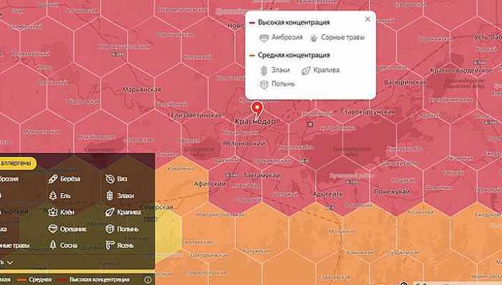 Концентрация пыльцы. Карта амброзии в Краснодарском крае. Карта аллергенов в воздухе. Карта цветения амброзии в Краснодарском крае. Карта аллергенов Краснодарский край.