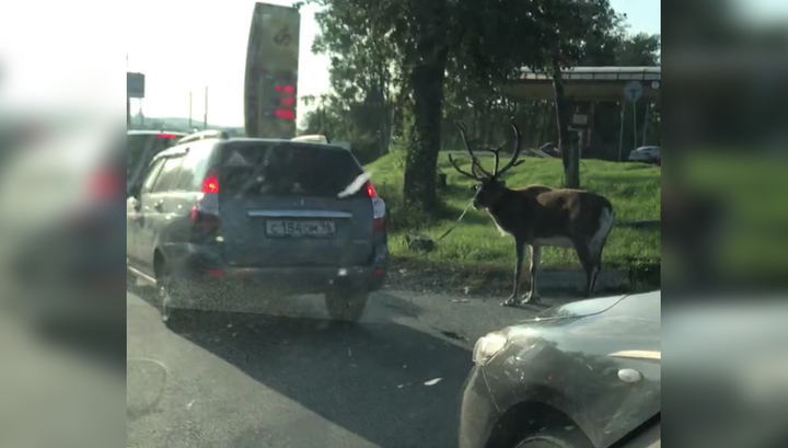 Очевидцы сняли на видео двигающийся автомобиль с живым оленем на привязи