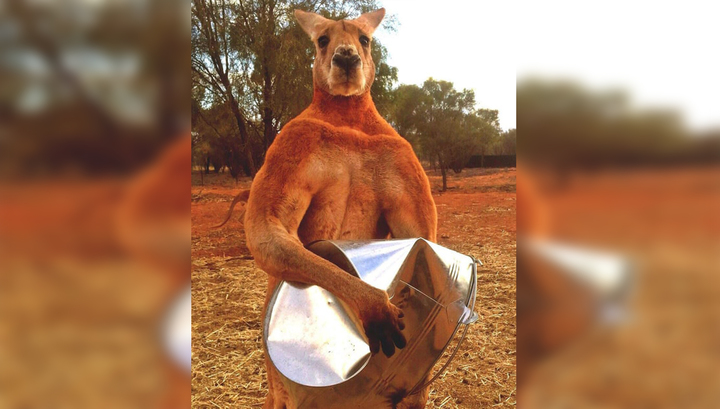В Австралии умер знаменитый кенгуру Роджер