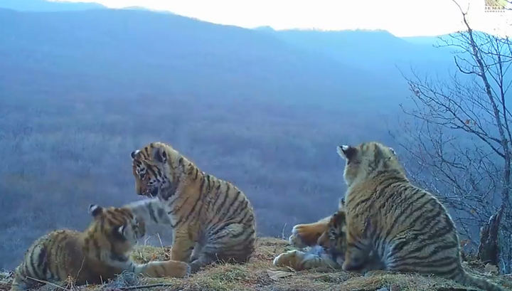 Фотоловушка приморского заповедника впервые сняла на видео четырех тигрят с матерью