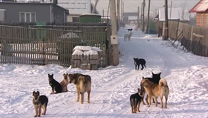 Расстреливать собак. Новости про собаку сегодня. Проект собачьего приюта. Той пудель чиро. Собака депутат.