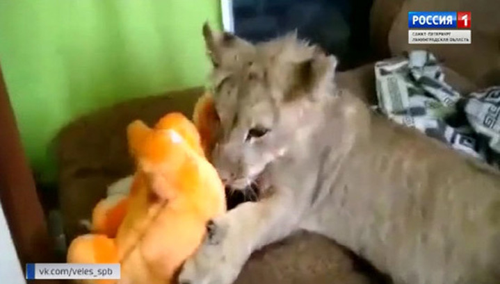 Московским ветеринарам предстоит вылечить львицу Симу из Рапполово