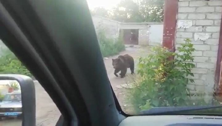 Дрессированную медведицу, напавшую на людей в Балакове, сняли на видео