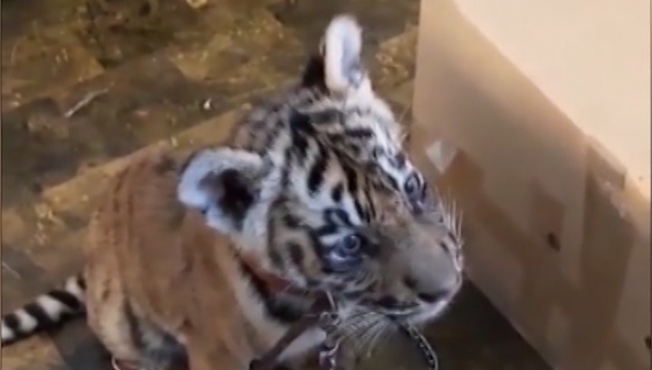 Тигренок, которого пытались выкрасть из зоопарка, прибыл на лечение в Челябинск