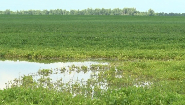 В Амурской области дожди затопили почти 140 тысяч гектаров посевов