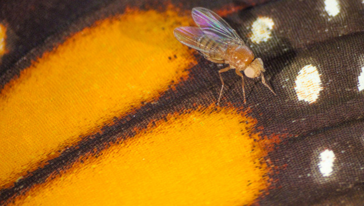 Благодаря CRISPR плодовые мухи смогли питаться ядом