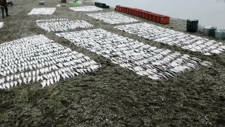 Находка на 3 миллиона рублей ущерба: рыбные угодья Ямала привлекли соседей из Коми