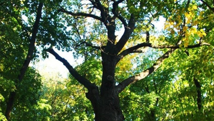 Тамбовский дуб из 