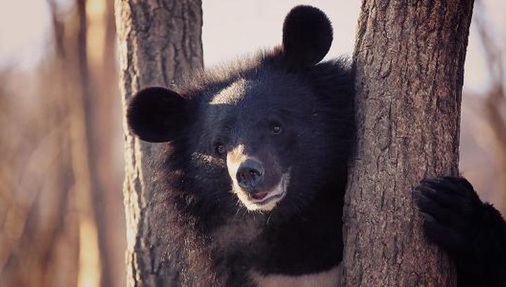Гималайский медведь Блек из Пензенского зоопарка впал в зимнюю спячку