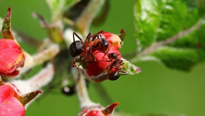 Растения можно защитить от болезней при помощи муравьёв