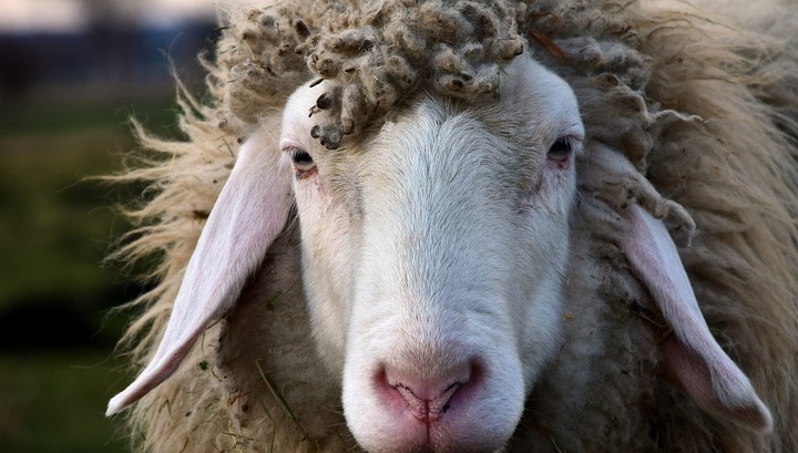150 овец нелегально пытались провести через российско-украинскую границу