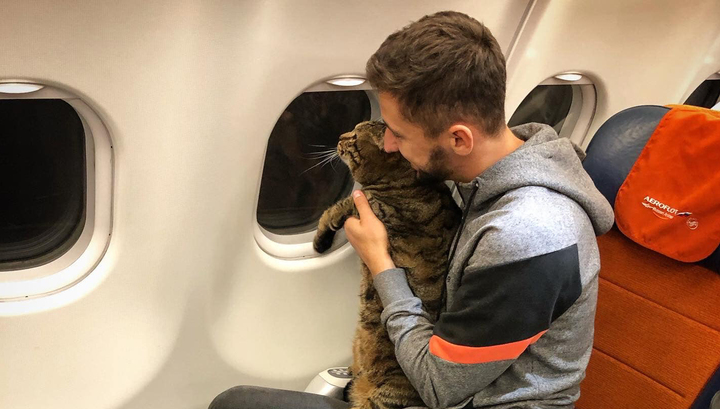 Пассажиру, чьего кота не пускали в самолет, посоветовали обратиться в прокуратуру