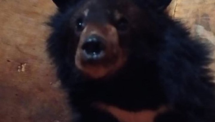 В Приморье медвежонка спасли от собак