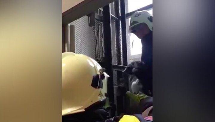 В Москве спасли кошку, застрявшую за сеткой шахты лифта на четыре дня