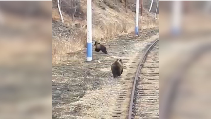 Поезда по медвежьей горе