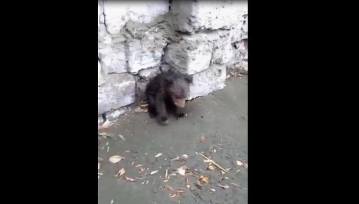 Маленький медвежонок пришел к людям в Бурятии. Видео