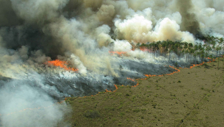 Лесной пожар в амурском селе удалось остановить встречным палом