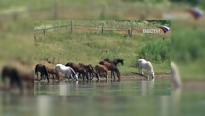 Мощный анал с четырьмя жеребцами