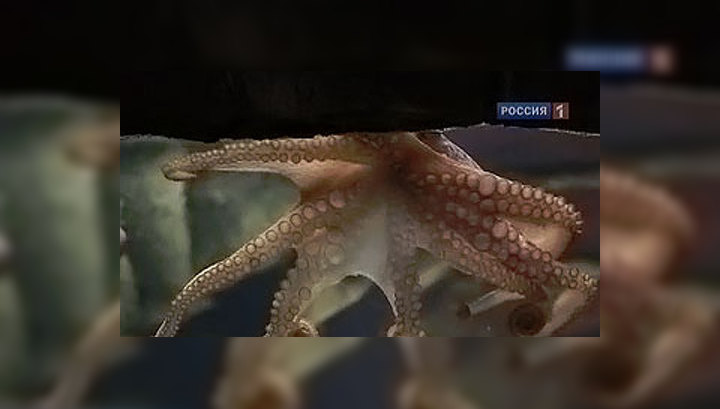 осьминог картинка. осьминог адреса. дальневосточный гигантский осьминог. осьминог ювелирное украшение. осьминог адреса.