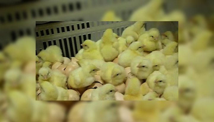 почему уничтожают цыплят на птицефабриках. цыплята на конвейере птицефермы. птица ферма. почему уничтожают цыплят на птицефабриках. выбраковка цыплят на птицефабрике.