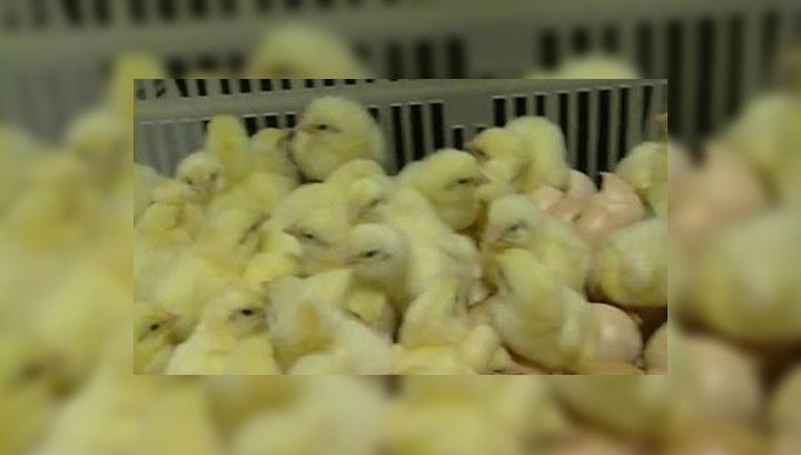 курицы на фабрике. птицеводческий комплекс. почему уничтожают цыплят на птицефабриках. инкубаторно птицеводческая ферма. цыплята на конвейере.