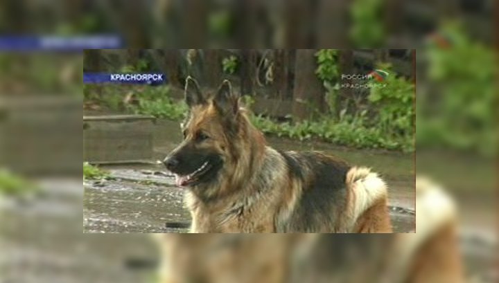 Немецкая овчарка девочка. Собакапокусаларебёнка. В башкирии на девочку напала собака. Овчарка нападает. Немецкая овчарка напала на ребенка в москве.