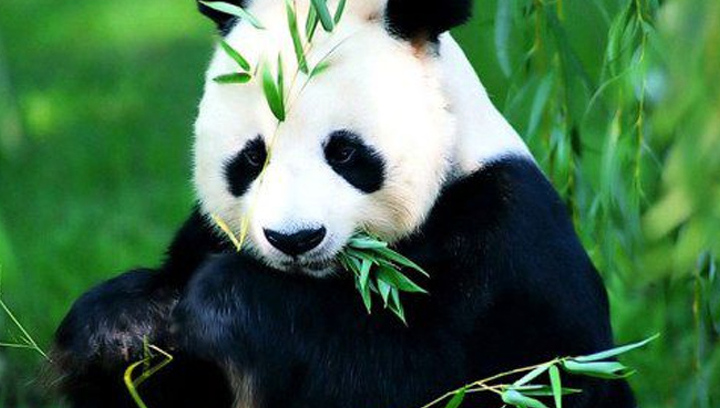 Картинки по запросу панда